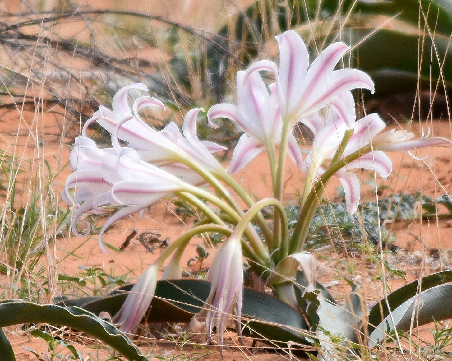 Image of Crinum crassicaule Baker