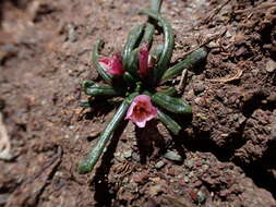 Слика од Calandrinia acaulis Kunth