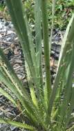 Imagem de Eryngium yuccifolium var. synchaetum Gray ex J. M. Coult. & Rose