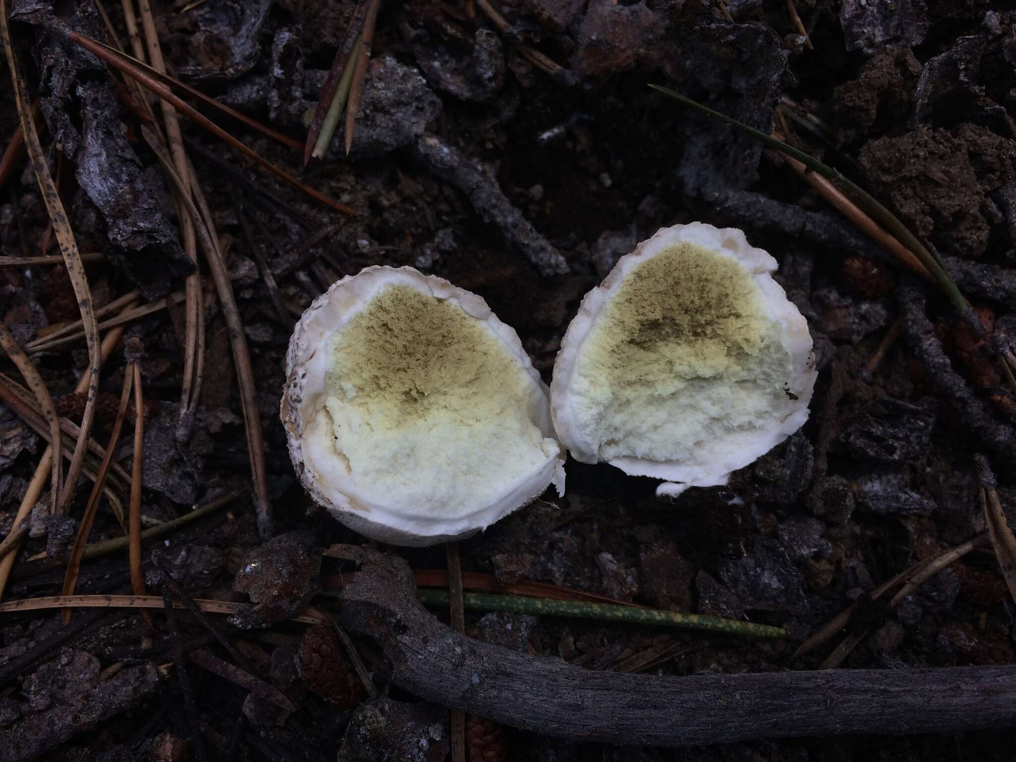 Imagem de Lycoperdon subcretaceum (Zeller) Jeppson & E. Larss. 2010