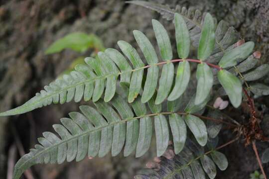 Image of palm fern