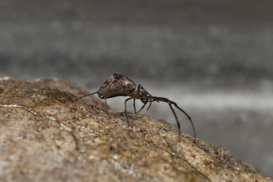 Image de Tetragnatha obtusa C. L. Koch 1837