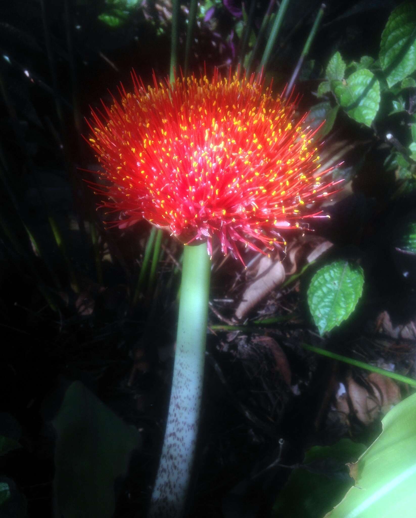 Image of Paintbrush lily