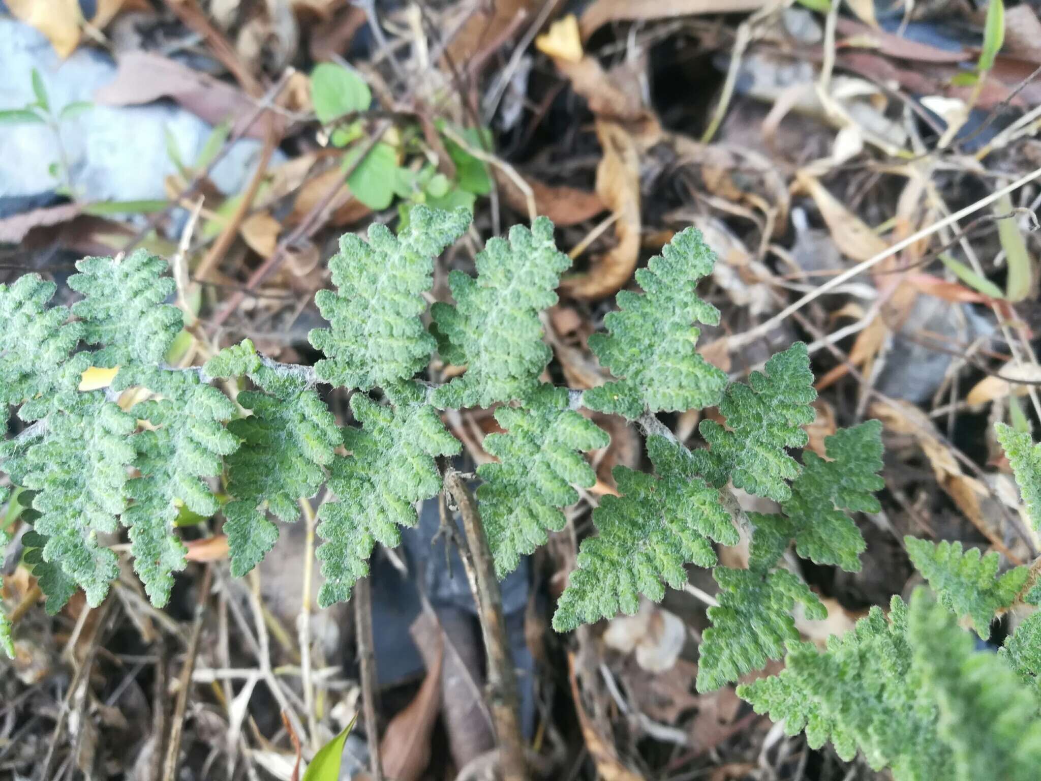 Image de Myriopteris tomentosa (Link) Fée