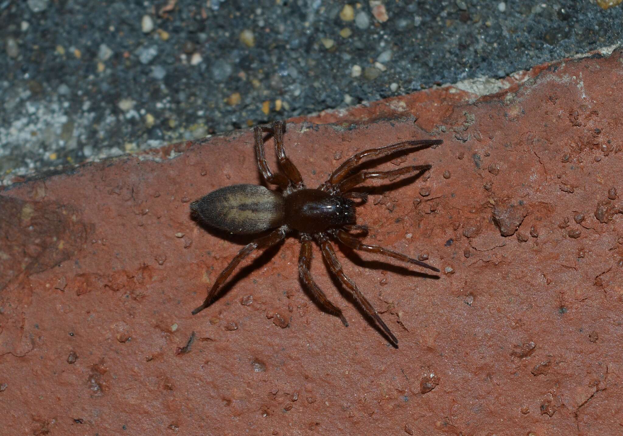 Image of Clubiona corticalis (Walckenaer 1802)