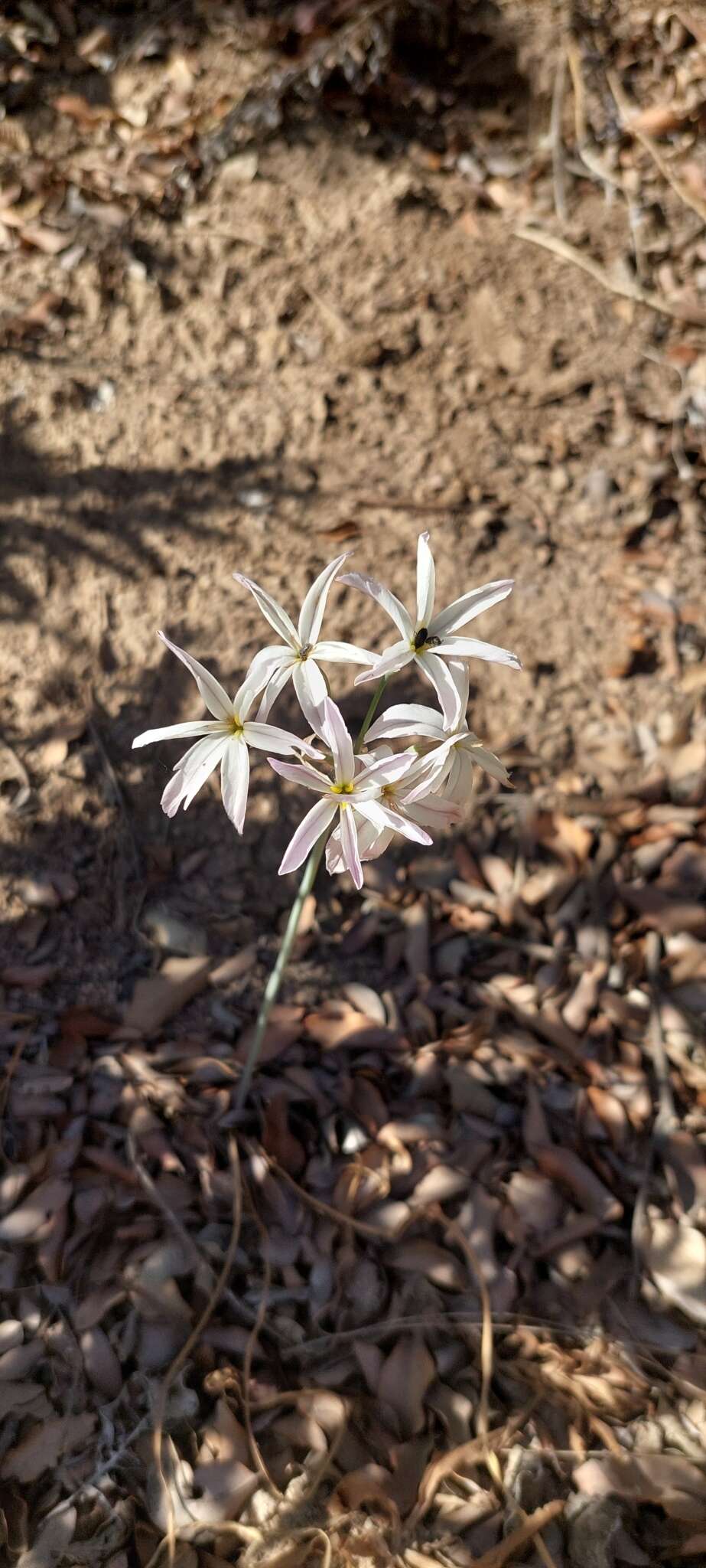 Imagem de Leucocoryne ixioides (Sims) Lindl.