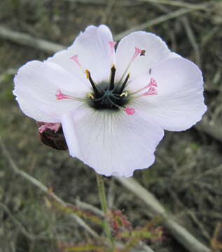 Image of Drosera cistiflora L.