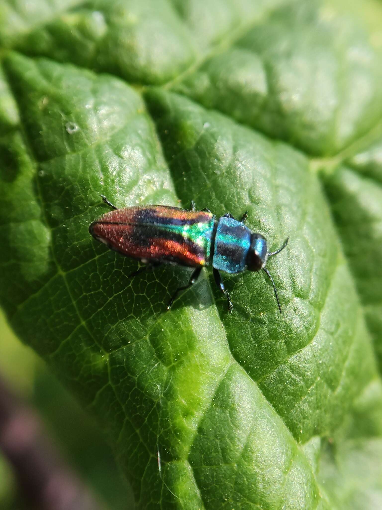 Image of metallic wood-boring beetle