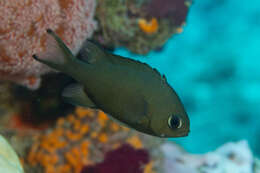 Image of Brown chromis