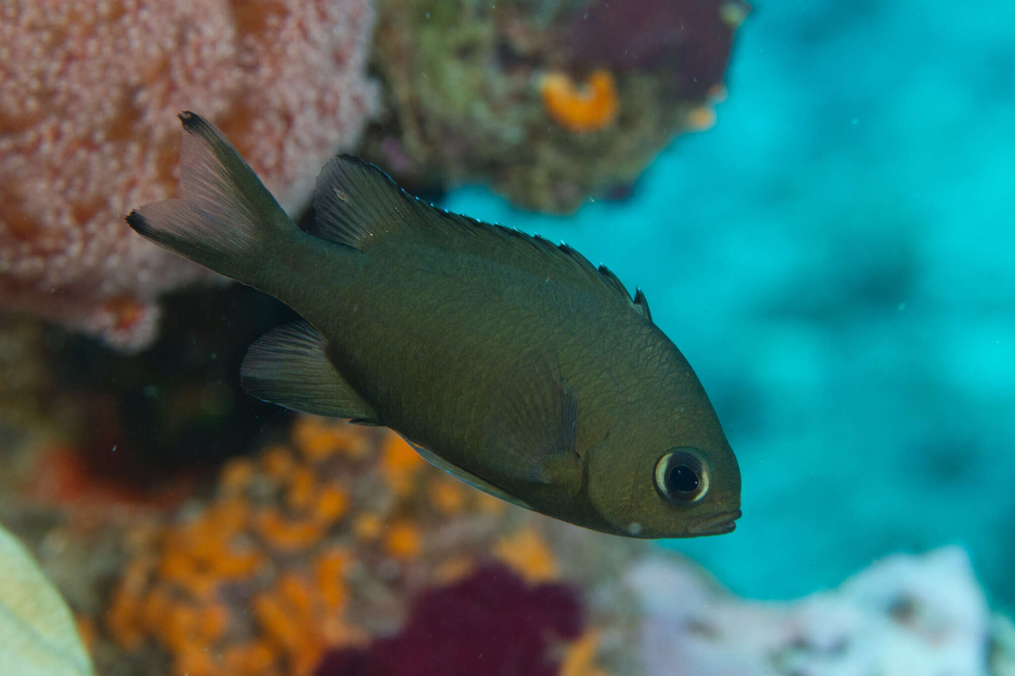 Image of Brown chromis