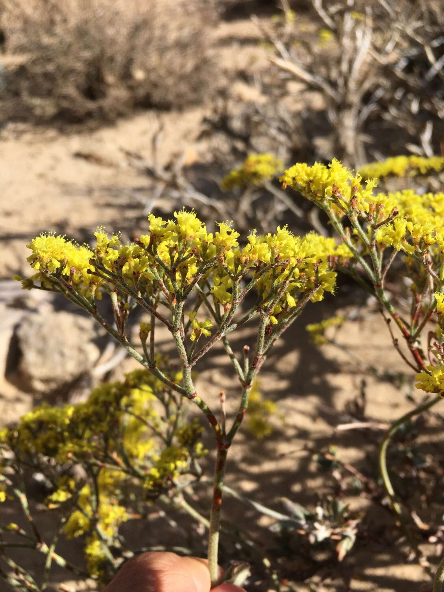 Imagem de Eriogonum microtheca var. ambiguum (M. E. Jones) Reveal