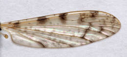 Image of Rhipidia (Rhipidia) maculata Meigen 1818