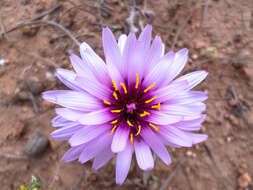 Image of Pseudopodospermum undulatum (Vahl) Zaika, Sukhor. & N. Kilian