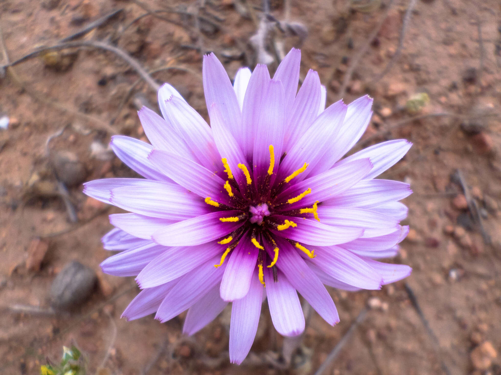 Pseudopodospermum undulatum (Vahl) Zaika, Sukhor. & N. Kilian resmi