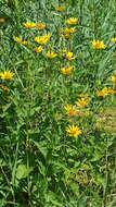 Heliopsis helianthoides (L.) Sw. resmi