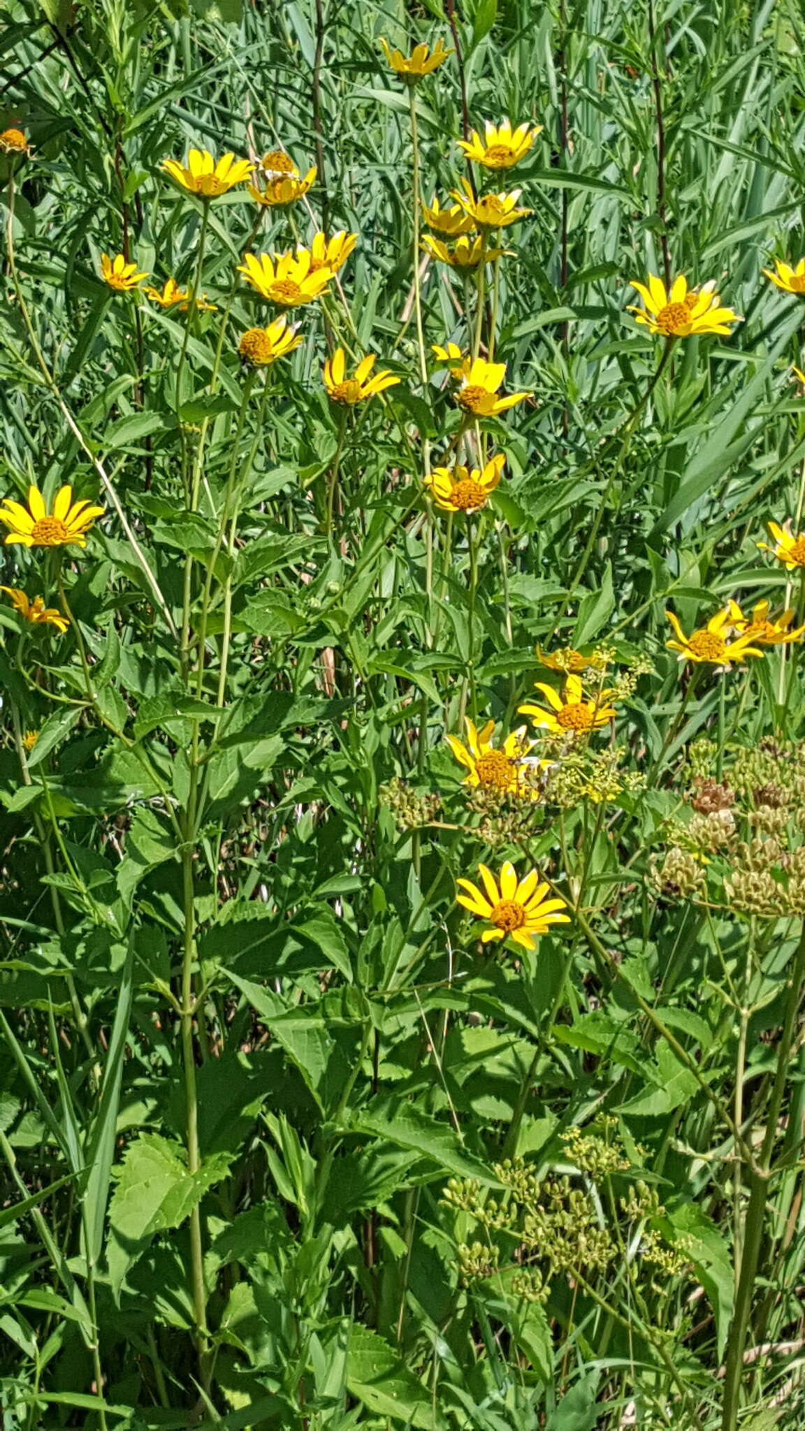 Heliopsis helianthoides (L.) Sw. resmi