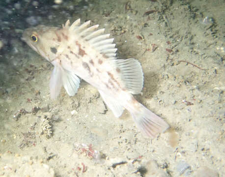 Image of Brown rockfish