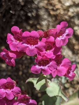 Image of San Jacinto beardtongue