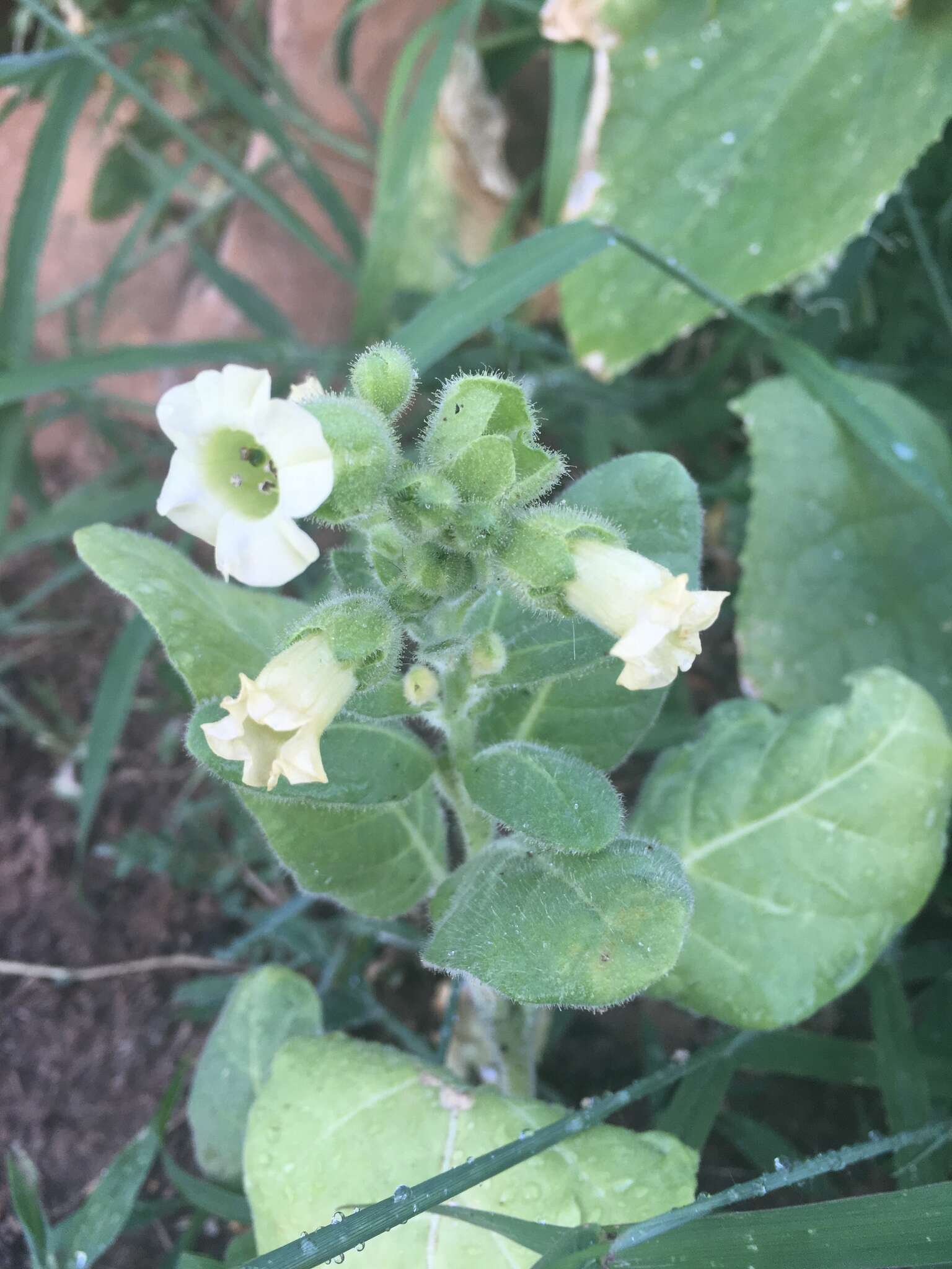 Image of Aztec tobacco