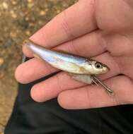 Image of Spottail Shiner