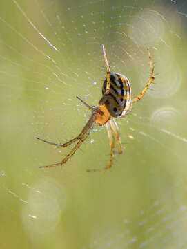 Image of Lined Orbweaver