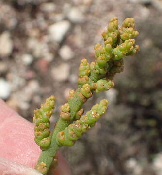 Image of Thesium confusum J. C. Manning & F. Forest