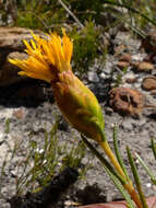 Sivun Pteronia tenuifolia DC. kuva