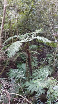 Image of Tree Fern Forest