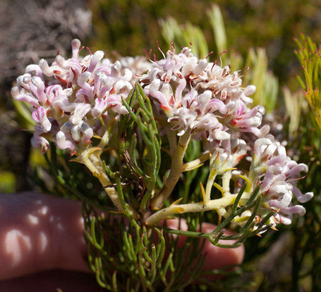 Image of Serruria ascendens (Lam.) R. Br.