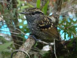 Image of Scaled Antbird