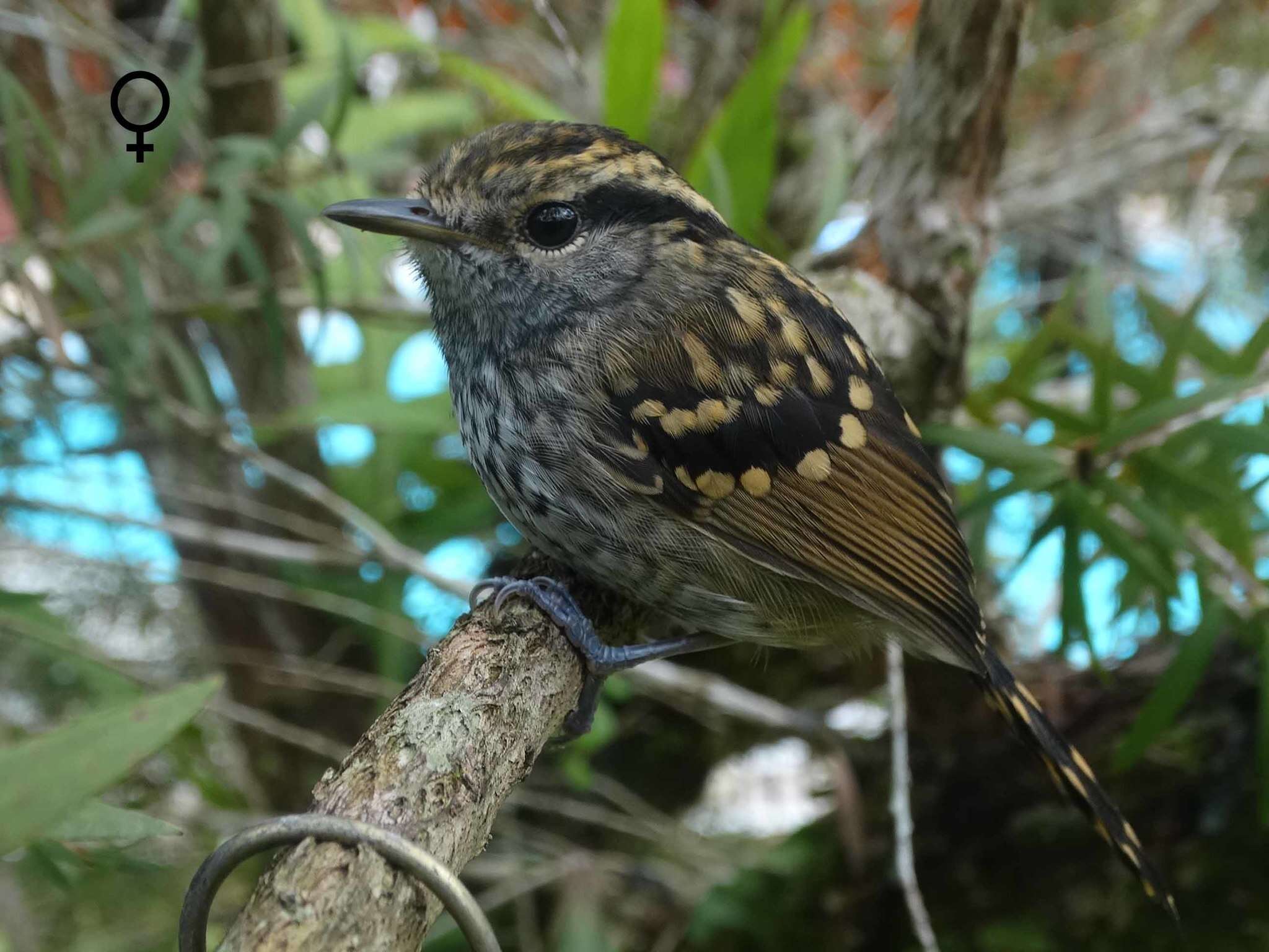 Image of Scaled Antbird