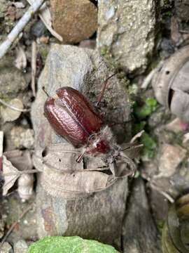 Слика од Sphaenognathus bellicosus (Boileau 1904)