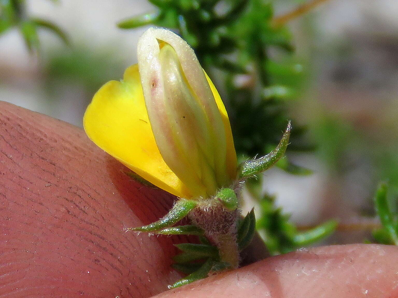 Image of Aspalathus retroflexa subsp. retroflexa