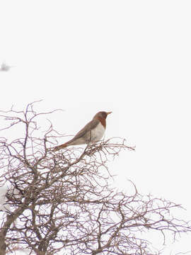 Image of Black-throated Thrush