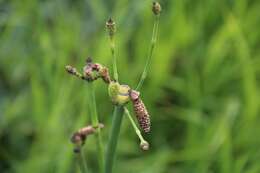 Image of smooth horsetail