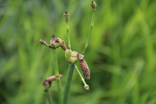 Image of smooth horsetail