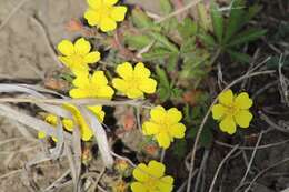 Image of Potentilla humifusa Willd.