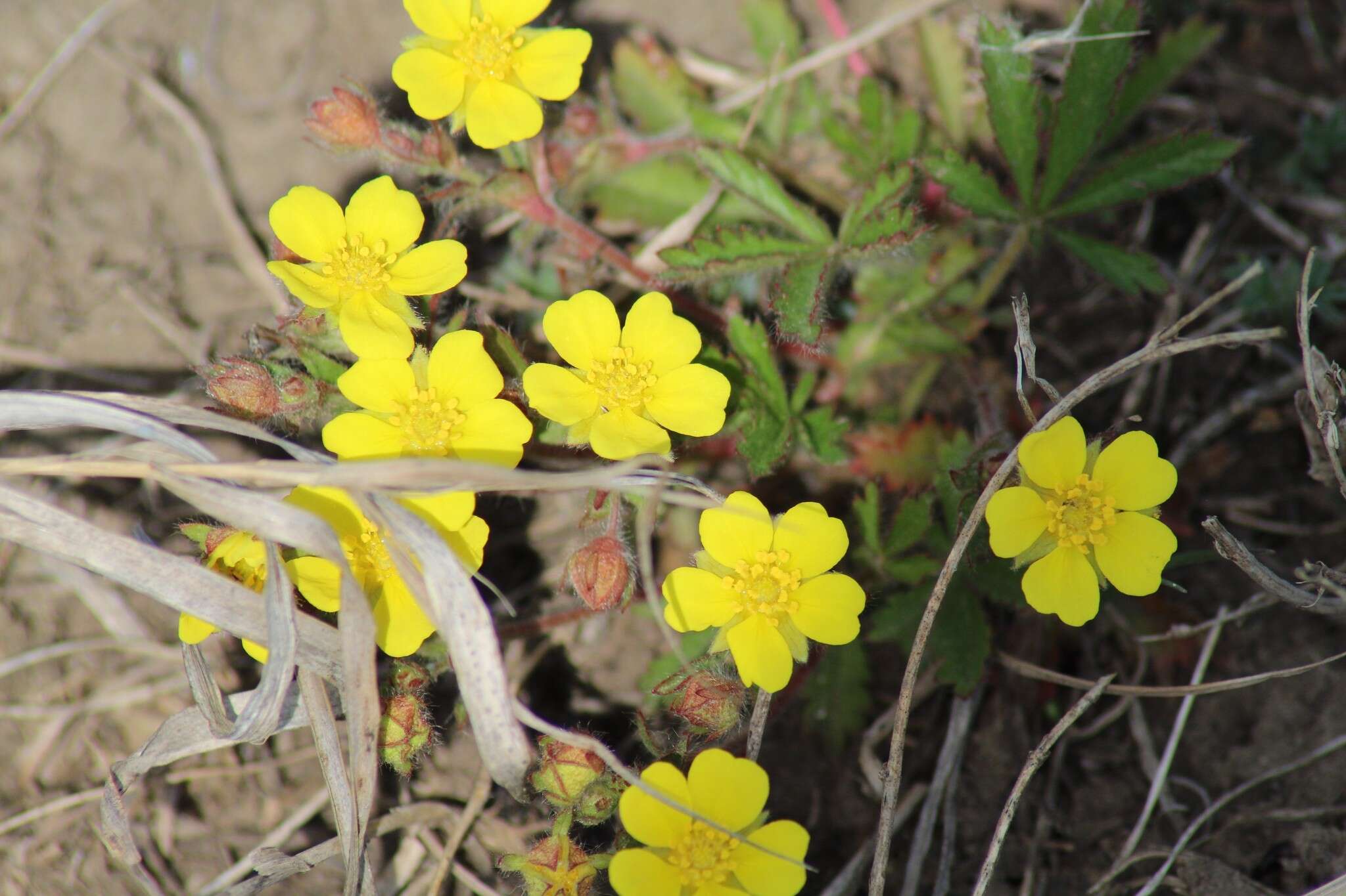 Image of Potentilla humifusa Willd.