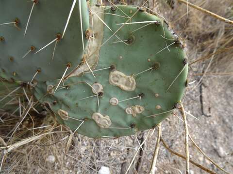 Image of Phyllosticta concava Seaver 1922