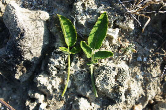 Image of Salvia ringens Sm.