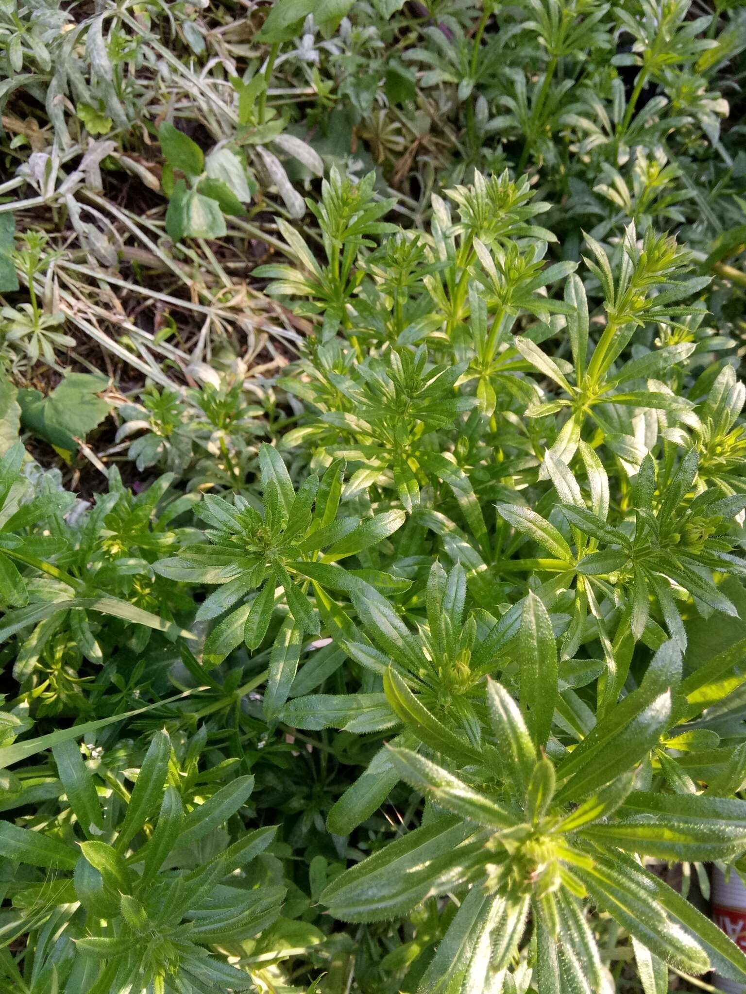 Image of <i>Galium <i>aparine</i></i> var. aparine