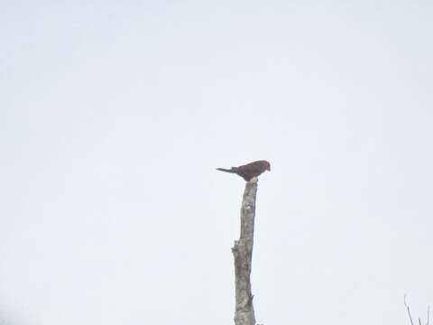 Image of Cardinal Lory