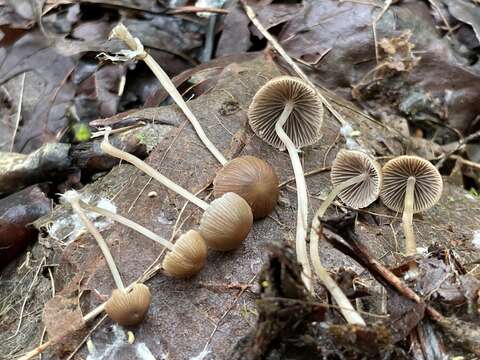 Image of Psathyrella prona (Fr.) Gillet 1878