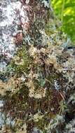 Image of globe ball lichen