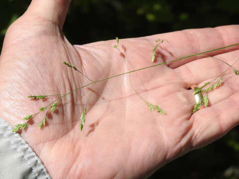 Image of <i>Poa <i>saltuensis</i></i> ssp. saltuensis