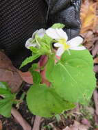 Imagem de Viola canadensis L.