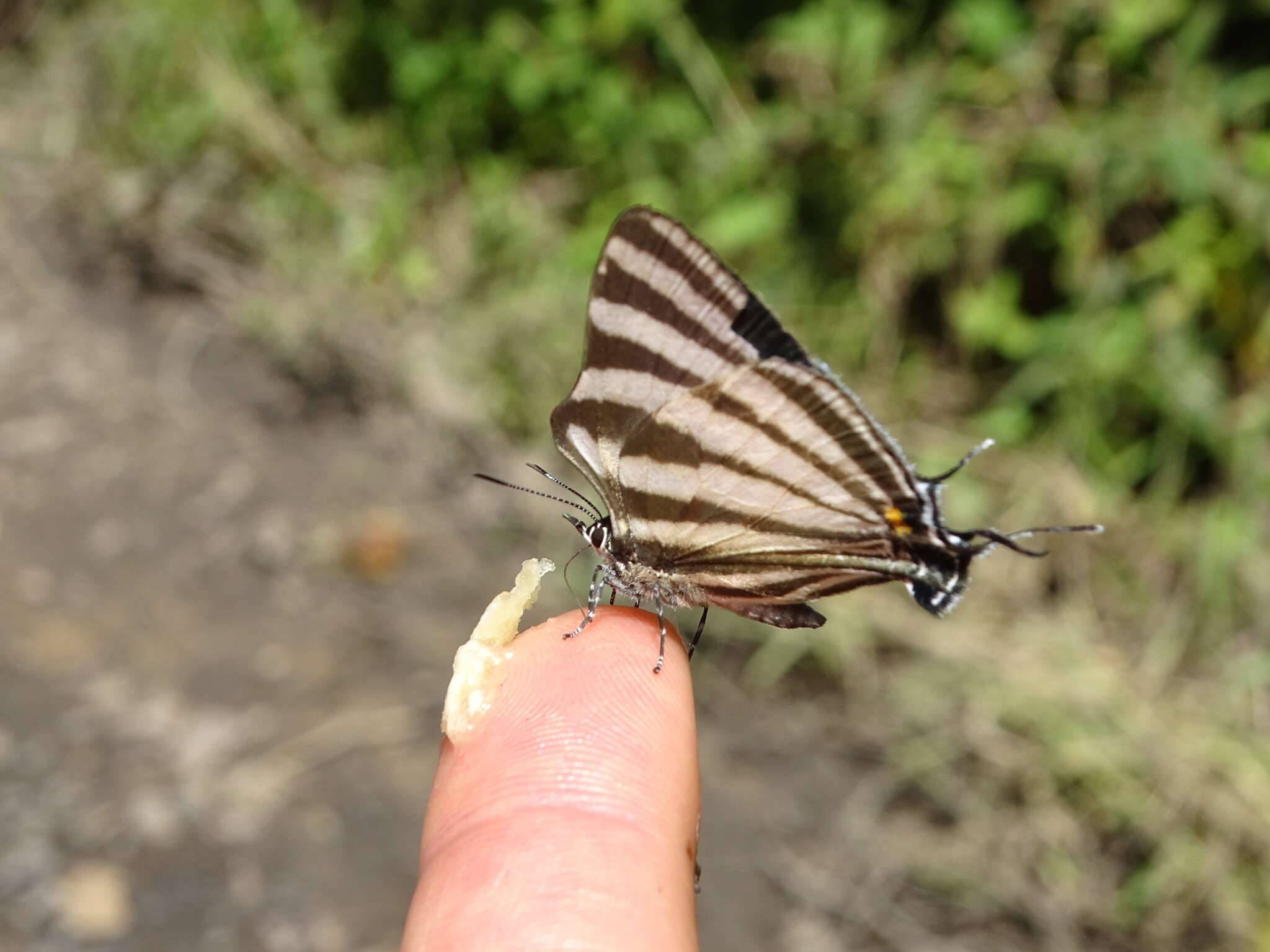 Image of <i>Laothus gibberosa</i>