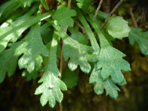 Image of Brachyscome radicata Hook. fil.