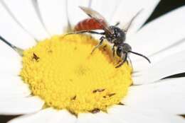 Image of Sphecodes ranunculi Robertson 1897