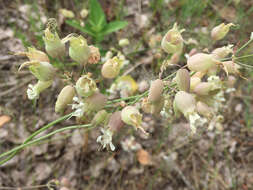 Image of Bladder Campion